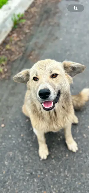 Mursik -Sanftmütiger Hundejunge 
