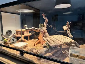 Verschiedene Deko und Terrarien 