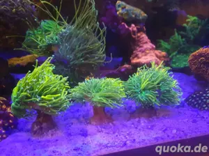 Euphyllia Holy Grail zu verkaufen ,Meerwasser- Korallen 