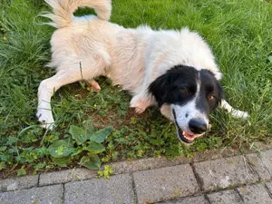 Mischlings Rüde mit Handicap sucht liebevolles zu hause Bild 4