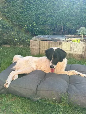 Mischlings Rüde mit Handicap sucht liebevolles zu hause