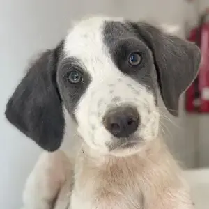 Donar, geb. ca. 03 2025, lebt in GRIECHENLAND, im städt. Tierheim Serres