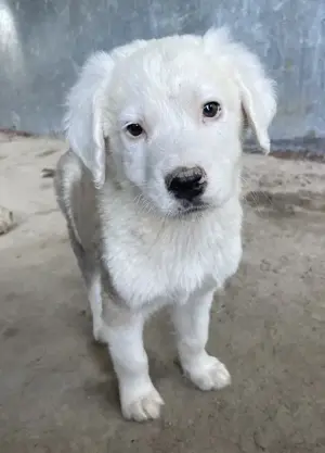 Havoc, geb. ca. 03 2025, lebt in GRIECHENLAND, auf einer privaten Pflegestelle Bild 3