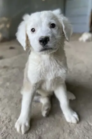 Havoc, geb. ca. 03 2025, lebt in GRIECHENLAND, auf einer privaten Pflegestelle Bild 8