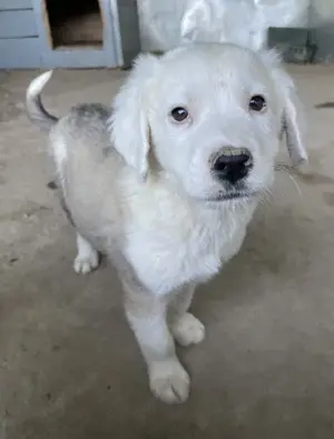 Havoc, geb. ca. 03 2025, lebt in GRIECHENLAND, auf einer privaten Pflegestelle Bild 7