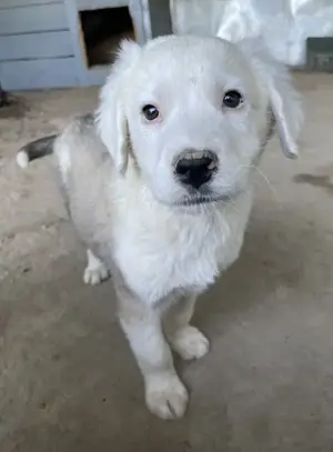 Havoc, geb. ca. 03 2025, lebt in GRIECHENLAND, auf einer privaten Pflegestelle Bild 4