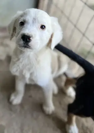 Havoc, geb. ca. 03 2025, lebt in GRIECHENLAND, auf einer privaten Pflegestelle Bild 6