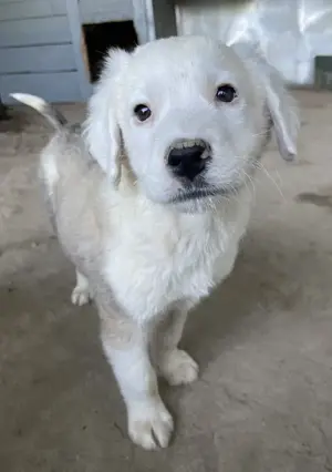 Havoc, geb. ca. 03 2025, lebt in GRIECHENLAND, auf einer privaten Pflegestelle Bild 9