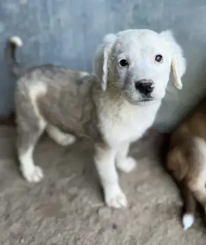 Havoc, geb. ca. 03 2025, lebt in GRIECHENLAND, auf einer privaten Pflegestelle Bild 2