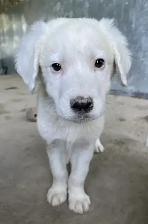 Havoc, geb. ca. 03 2025, lebt in GRIECHENLAND, auf einer privaten Pflegestelle Bild 5