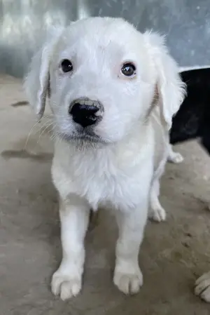 Havoc, geb. ca. 03 2025, lebt in GRIECHENLAND, auf einer privaten Pflegestelle Bild 10