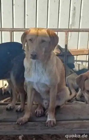 Nuro sucht sein Glück Tierschutz