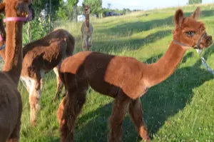 Alpaka-Stutfohlen Bild 3