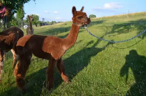 Alpaka-Stutfohlen Bild 4