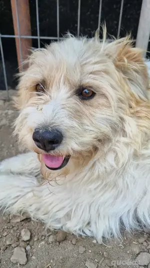 Liebenswerte Flocke Susi 