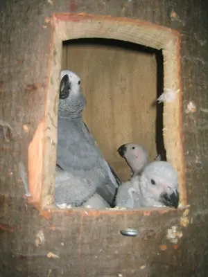 Graupapagei, super zahm, abzugeben