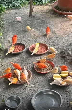 junge rote Kanarien aus 2025 