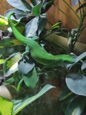 Phelsuma kochii 1,1 Kochs Madagaskar Tag Gecko