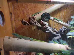 Phelsuma kochii 1,1 Kochs Madagaskar Tag Gecko Bild 5