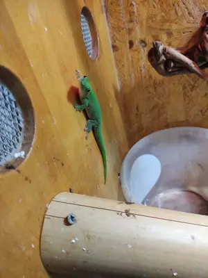 Phelsuma kochii 1,1 Kochs Madagaskar Tag Gecko Bild 6