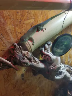 Phelsuma kochii 1,1 Kochs Madagaskar Tag Gecko Bild 4