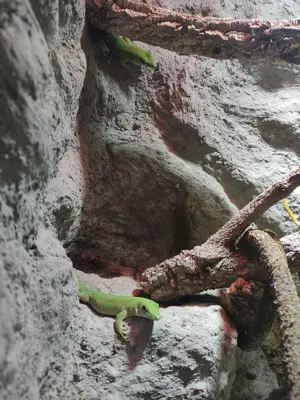 Phelsuma kochii 1,1 Kochs Madagaskar Tag Gecko Bild 2