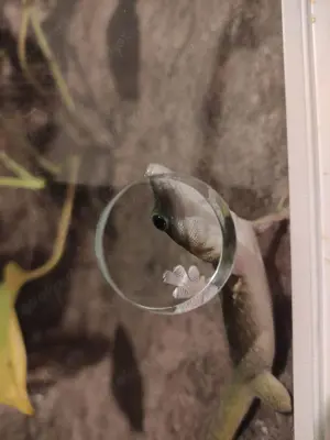 Phelsuma kochii 1,1 Kochs Madagaskar Tag Gecko Bild 3