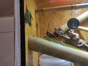 Phelsuma kochii 1,1 Kochs Madagaskar Tag Gecko Bild 10