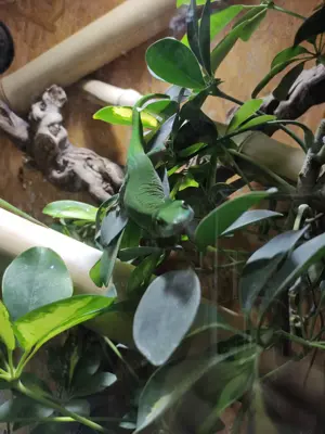 Phelsuma kochii 1,1 Kochs Madagaskar Tag Gecko Bild 9