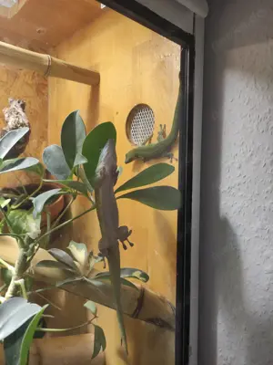 Phelsuma kochii 1,1 Kochs Madagaskar Tag Gecko Bild 8