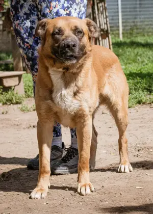 Zeus, der sanfte Riese