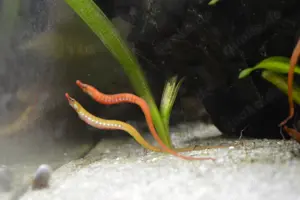 "Süßwasser Seepferdchen" kleine Seenadel Enneacampus ansorgii - faszinierende Zierfisch Rarität  Bild 3