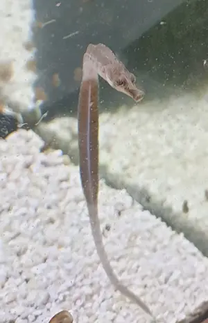 "Süßwasser Seepferdchen" kleine Seenadel Enneacampus ansorgii - faszinierende Zierfisch Rarität  Bild 9