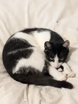 Unser Kuschelkater und Charmeur Felix sucht sein goldenes Körbchen - image 9