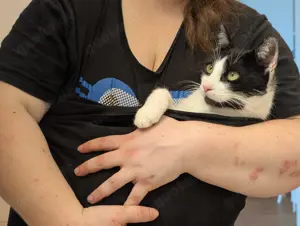 Unser Kuschelkater und Charmeur Felix sucht sein goldenes Körbchen - image 3