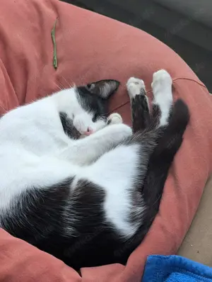 Unser Kuschelkater und Charmeur Felix sucht sein goldenes Körbchen - image 10