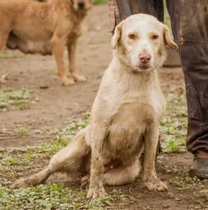 Muffin, eine liebes, besonnenes Mädchen