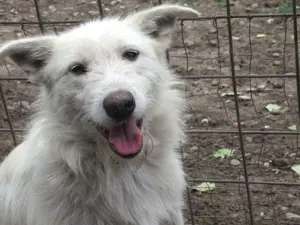 Bubble ca. 50 cm   der Stolze