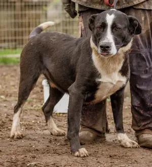 Apacs-Fröhlicher, freundlicher und lustiger Küsschengeber  