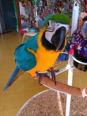 Ara Gelbbrustaras Bild 2