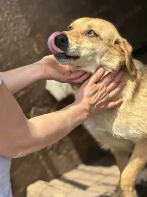 Luna ist eine sehr liebe Maus