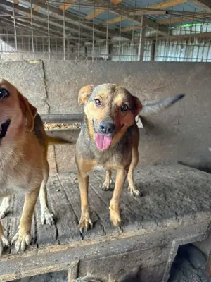 Nayla K ca. 50 cm   braucht eine Chance