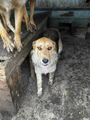 Sissi K ca. 60 cm   die Schmusige