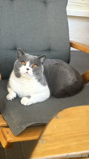 schöne britisch kurzhaar bkh in beste hände abzugeben