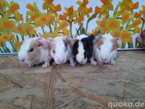 Meerschweinchen Rassezucht Rosetten US Teddy 