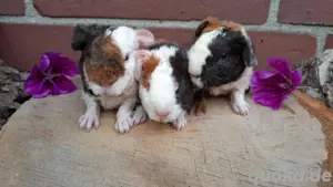 Meerschweinchen Rassezucht Rosetten US Teddy 