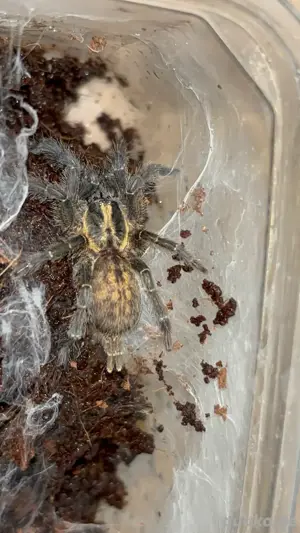 0.1 Heterothele villosella (Weibchen) (vogelspinne)