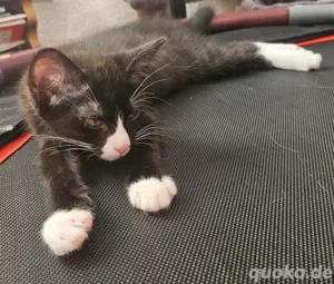 Europäische kurzhaar kitten