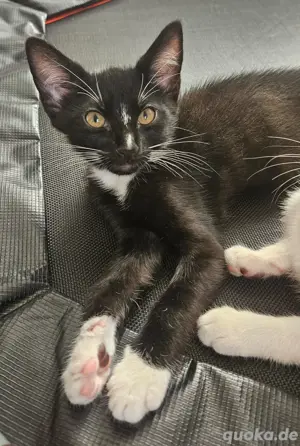 Europäische kurzhaar kitten