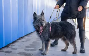 Strubbel-Hündin Rania Bild 6